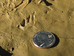 Green frog, hind foot print