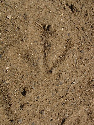 Larus argentatus track 7105.JPG