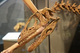 Deinonychus 7885 W.jpg