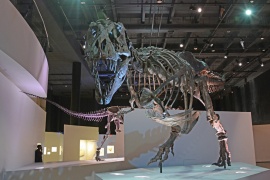 TyrannosaurusRex 1065 W.jpg