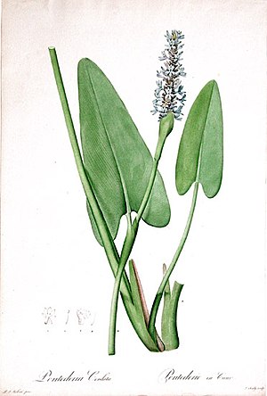 Pontederia cordata.JPG