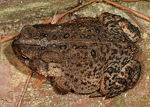 American Toad