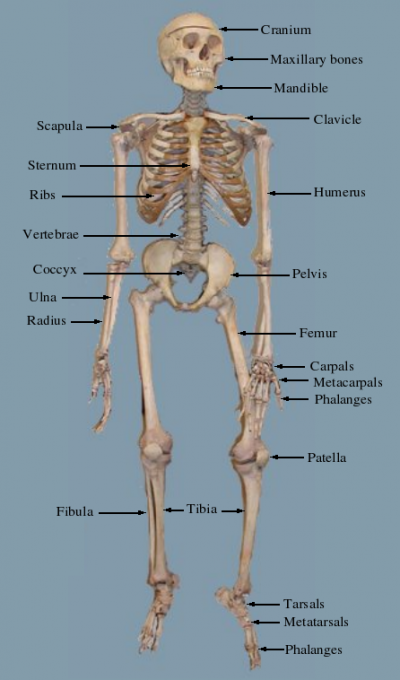 major bones