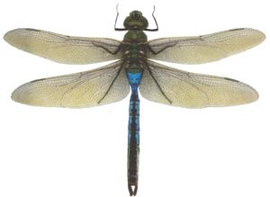 Green Darner.jpg