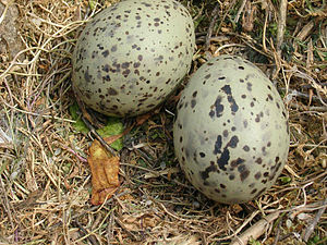 eggs