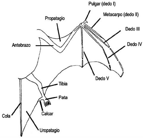 Partes del murciélago