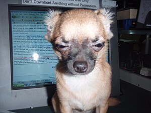 Chihuahua.jpg