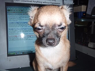 Chihuahua.jpg