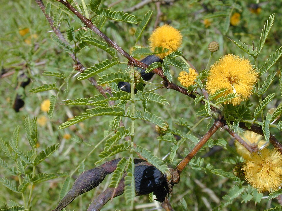 File:Starr 030202-0020 Acacia farnesiana.jpg