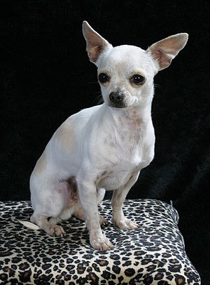 WhiteTanChihuahua.jpg