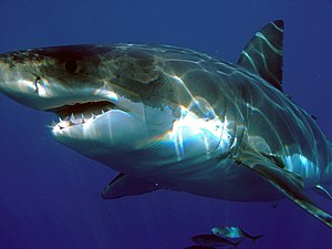 Carcharodon carcharias.jpg