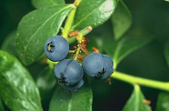 Blueberries.jpg
