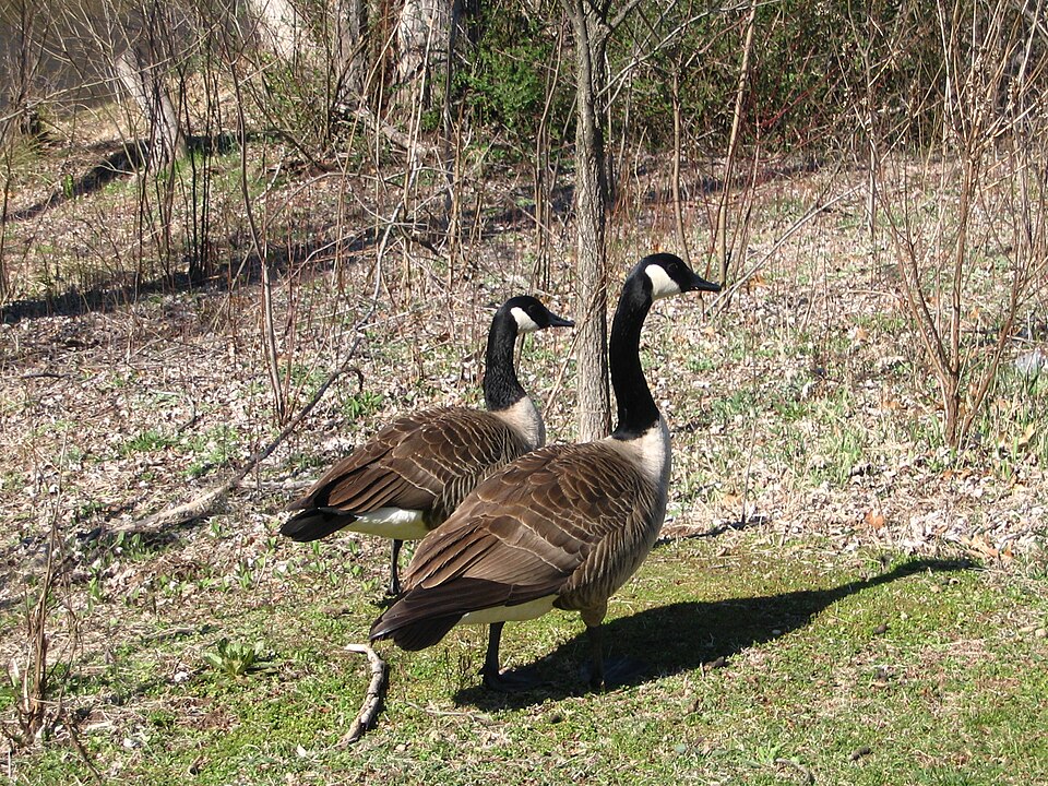 File:Staten Island 142.jpg