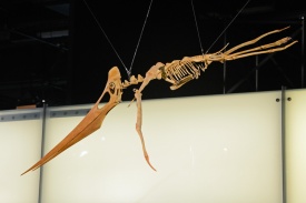 Pteranodon 7975 W.jpg