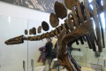 Stegosaurus 4214 W.jpg