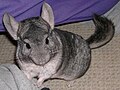 Thumbnail for version as of 18:24, 13 March 2008