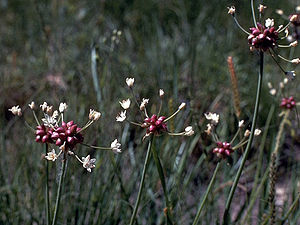 Allium canadense.jpg