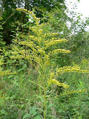 Solidago canadensis 20050815 248.jpg