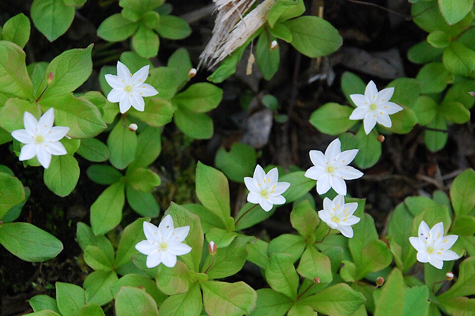 File:Northern Starflower (2533990215).jpg
