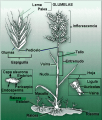 Estructura de Gramíneas.png