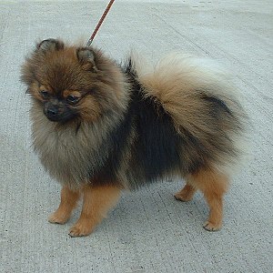 Pomeranian orange sable 600.jpg