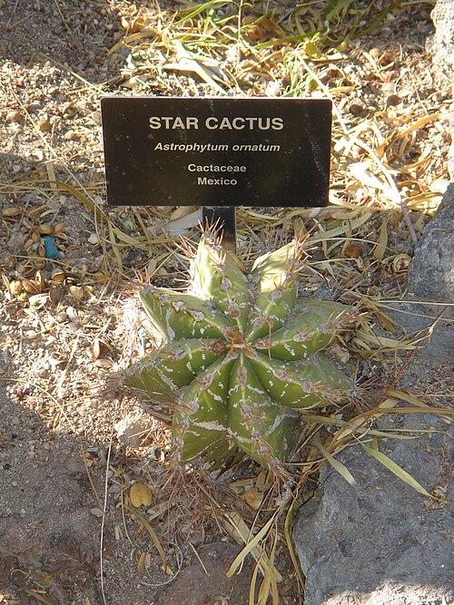File:Cactaceae-star cactus.jpg