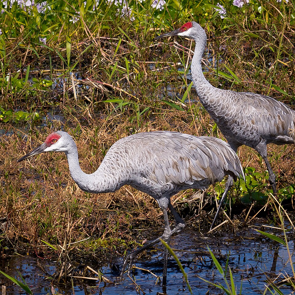 File:Sandhill Crane-27527-2.jpg