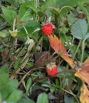 Fragaria vesca 2.jpg