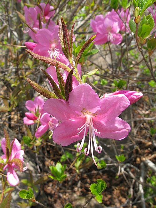 File:Rhododendron albrechtii 2.JPG