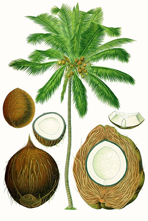File:Cocos nucifera - Köhler–s Medizinal-Pflanzen-187.jpg