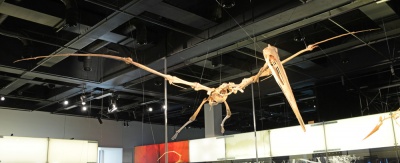 Quetzalcoatlus 7988 W.jpg