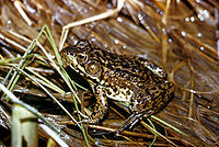 unidentified frog