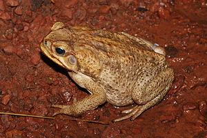 Canetoadfemale.jpg