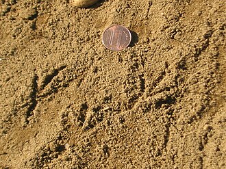 Turdus migratorius tracks.jpg