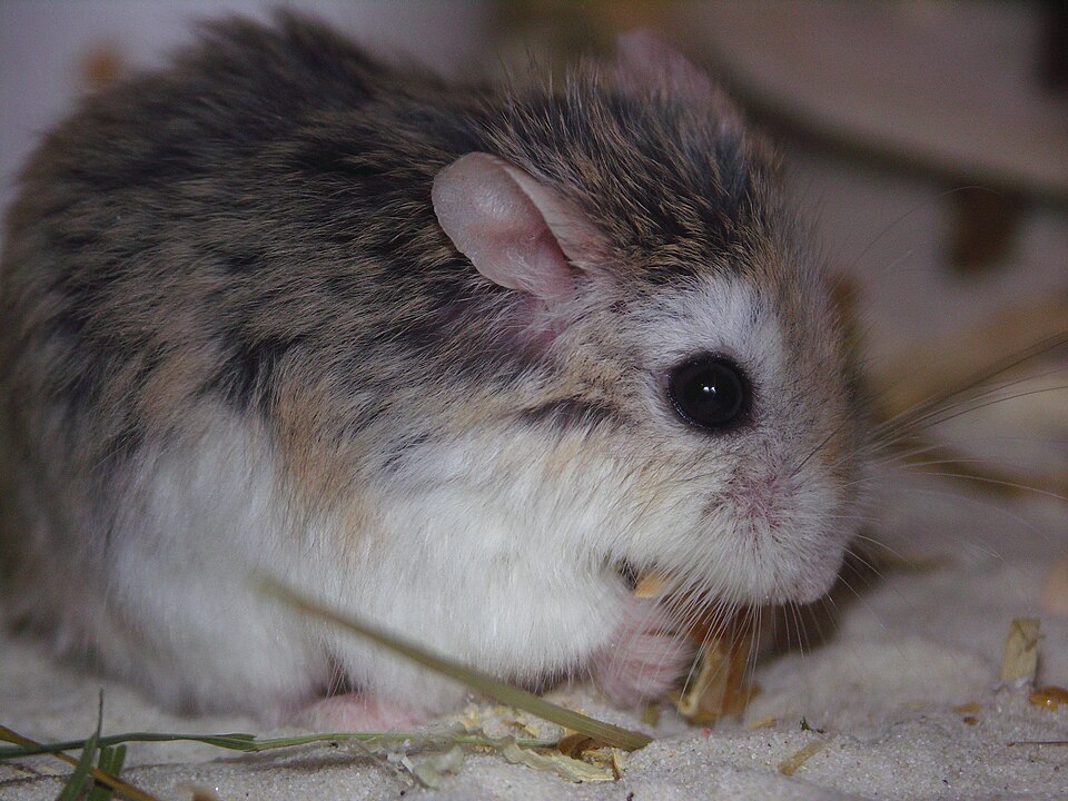 File:Phodopus roborovskii sand.JPG
