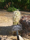 Cactaceae-old man of the andes.jpg