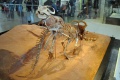 Protoceratops andrewsi 4217 W.jpg