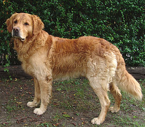 Golden retriever.jpg