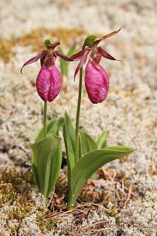 File:Cypripedium acaule - Sasata edit1.jpg