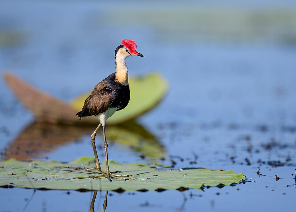 File:Corroboree Jacana.jpg