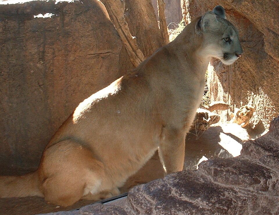 File:MountainLion.jpg
