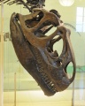 Allosaurus fragilis 4202 W.jpg