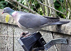 Wood.pigeon.2.arp.750pix.jpg