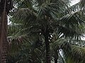 Thumbnail for version as of 13:48, 5 June 2011
