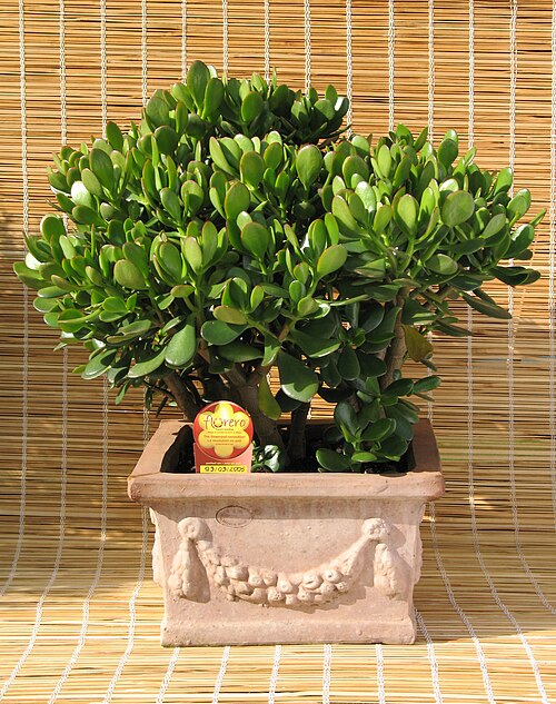 File:Crassula ovata + Florero.jpg