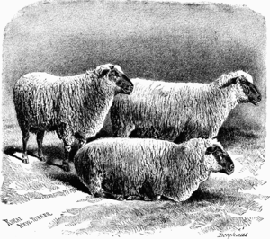 Hampshire Down sheep - Project Gutenberg eText 16270.png