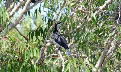 LittlePiedCormorant 4918.jpg