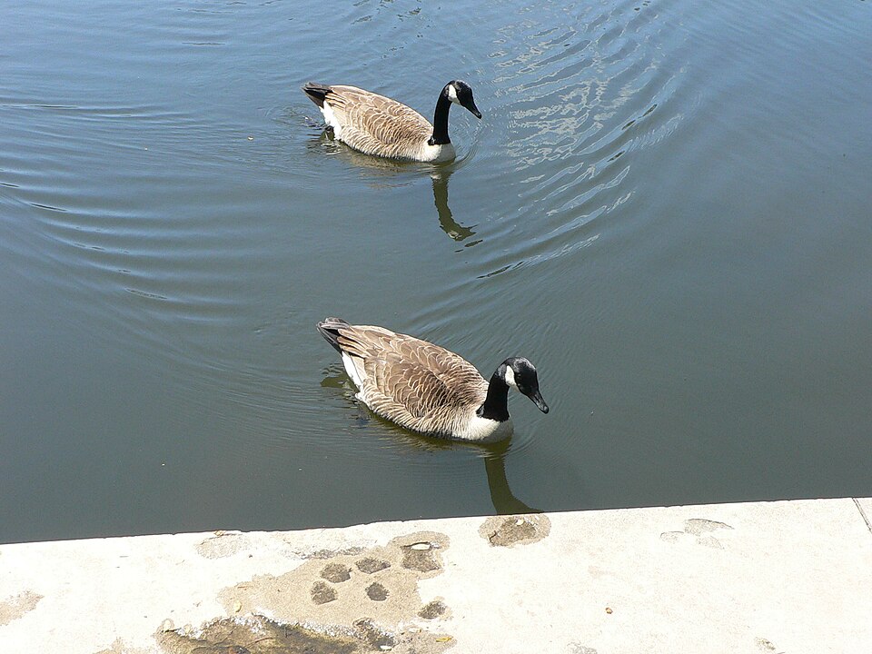 File:Canadian Geese2.jpg