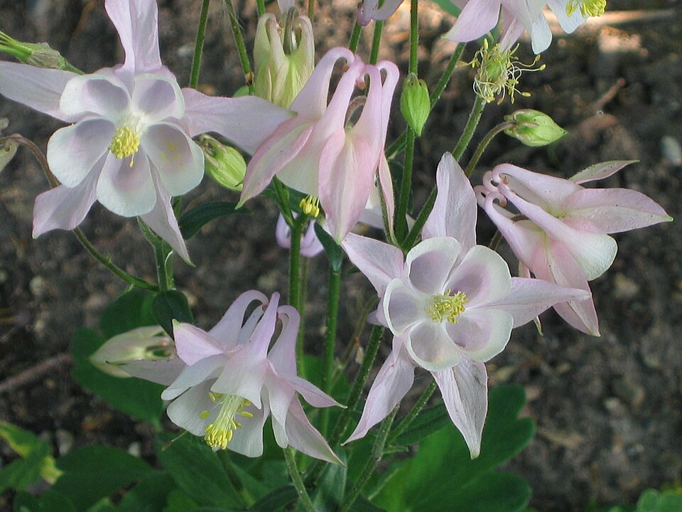 File:Pink columbine.jpg