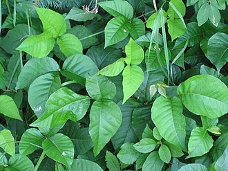 Poison ivy
